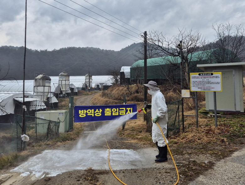 경남도, 동절기 고병원성 AI 확산 ...