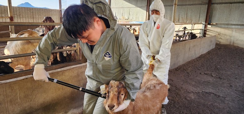 경남도, 소‧염소 상반기 구제역 백신...