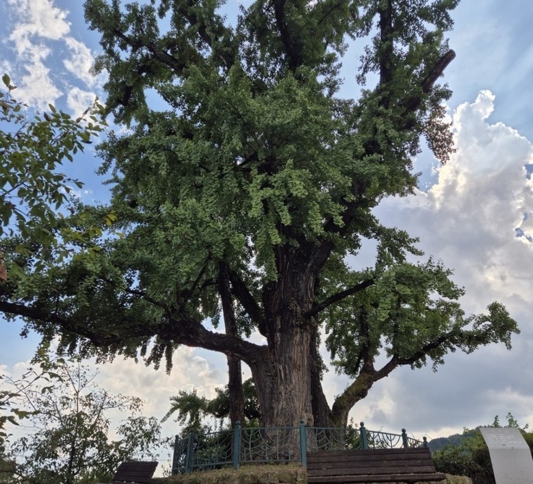 ‘왕사남’ 열풍… 금성대군 넋 깃든 ...