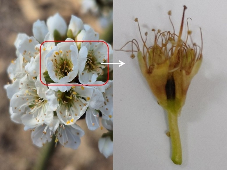 과수 봄철 개화기 ‘기상 변동’ 주의...