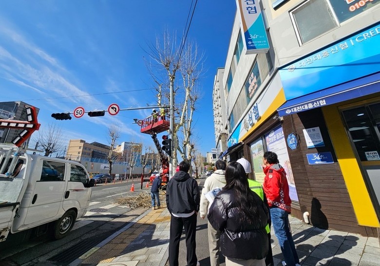 대전 중구, 봄맞이 가로수 전정 실시...