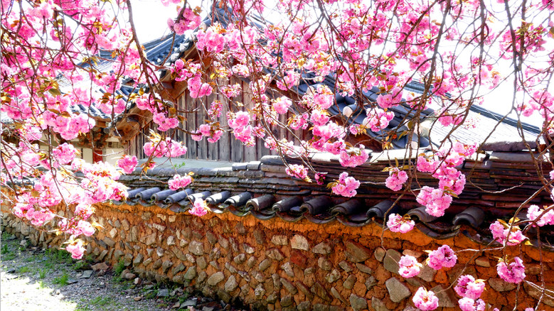 매화에서 겹벚꽃까지… 천년의 봄이 이...