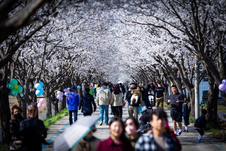 임진강을 따라 걷는 시간여행, 벚나무...