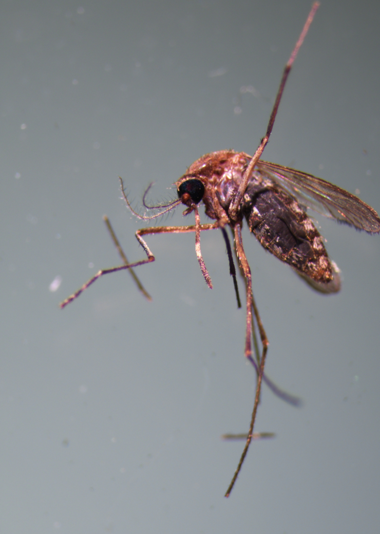 일본뇌염 매개모기 감시체계 본격 가동...